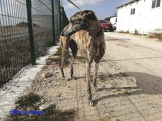 Dharma adozione levrieri galgo 02