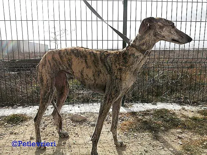 Dharma adozione levrieri galgo 03