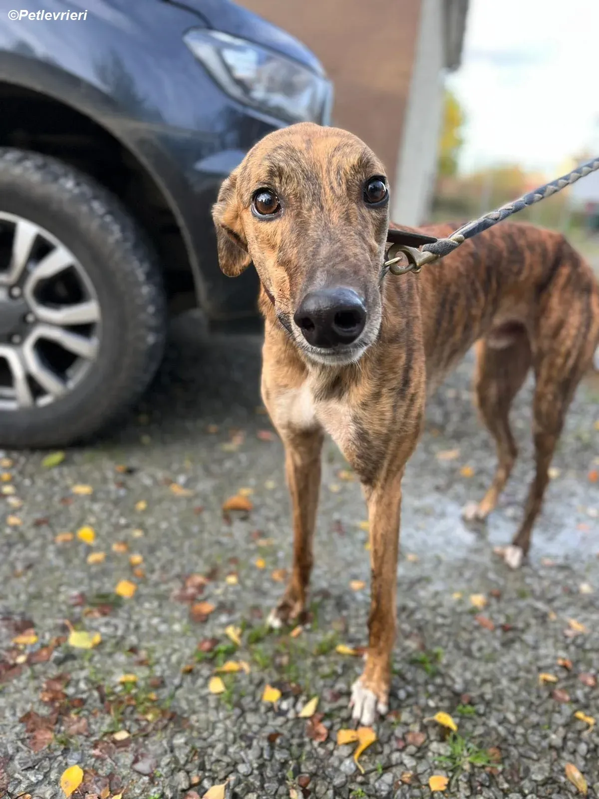 Diago adozione levrieri greyhound 1