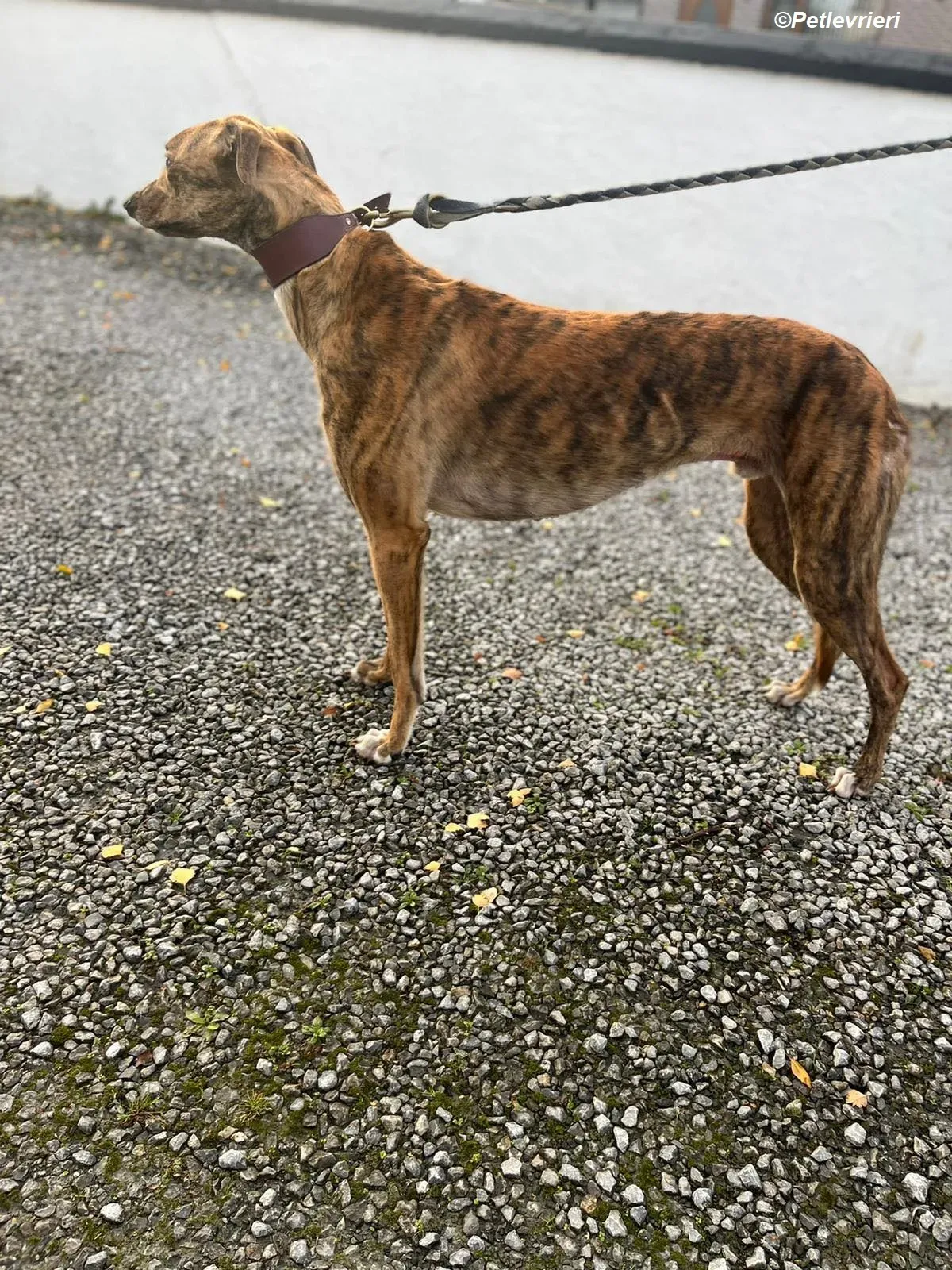 Diago adozione levrieri greyhound 2