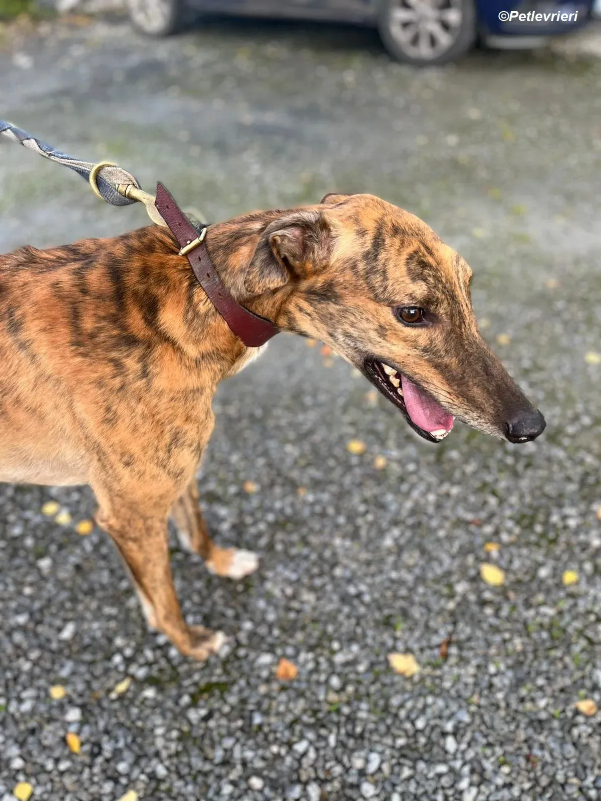 Diago adozione levrieri greyhound 3