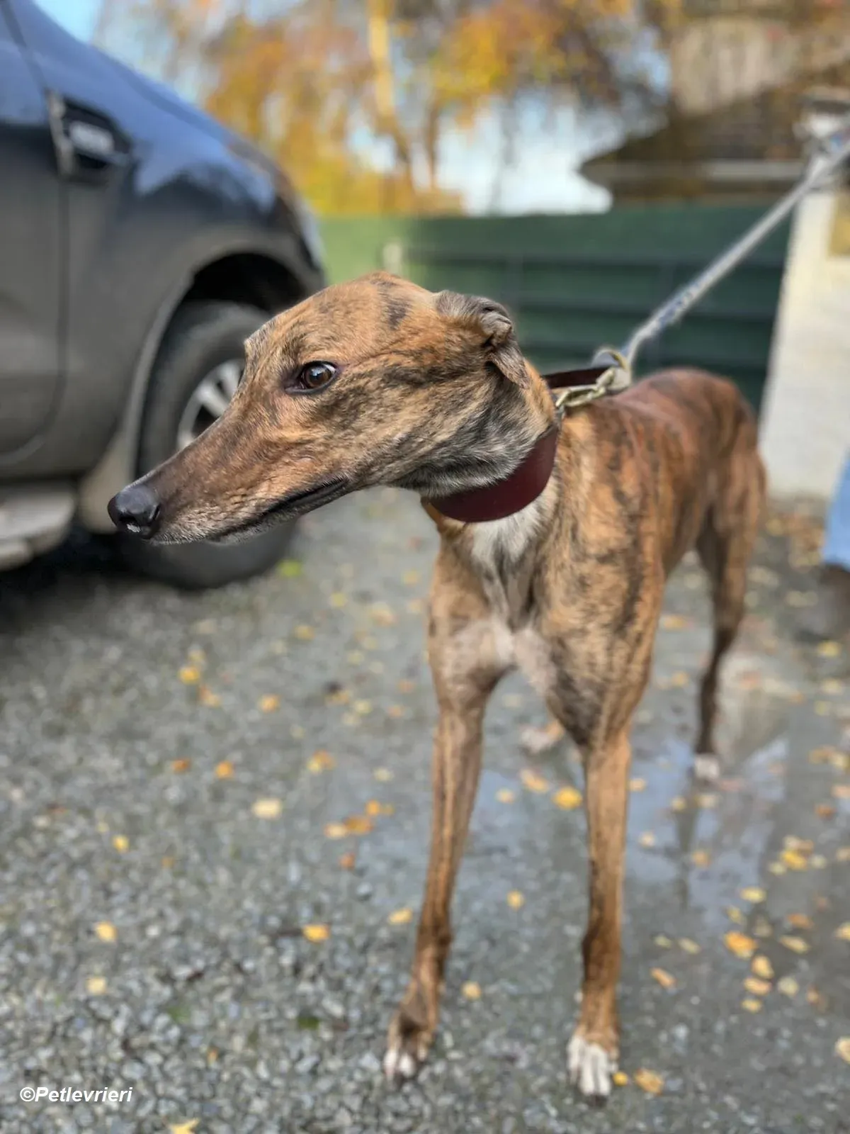 Diago adozione levrieri greyhound 4