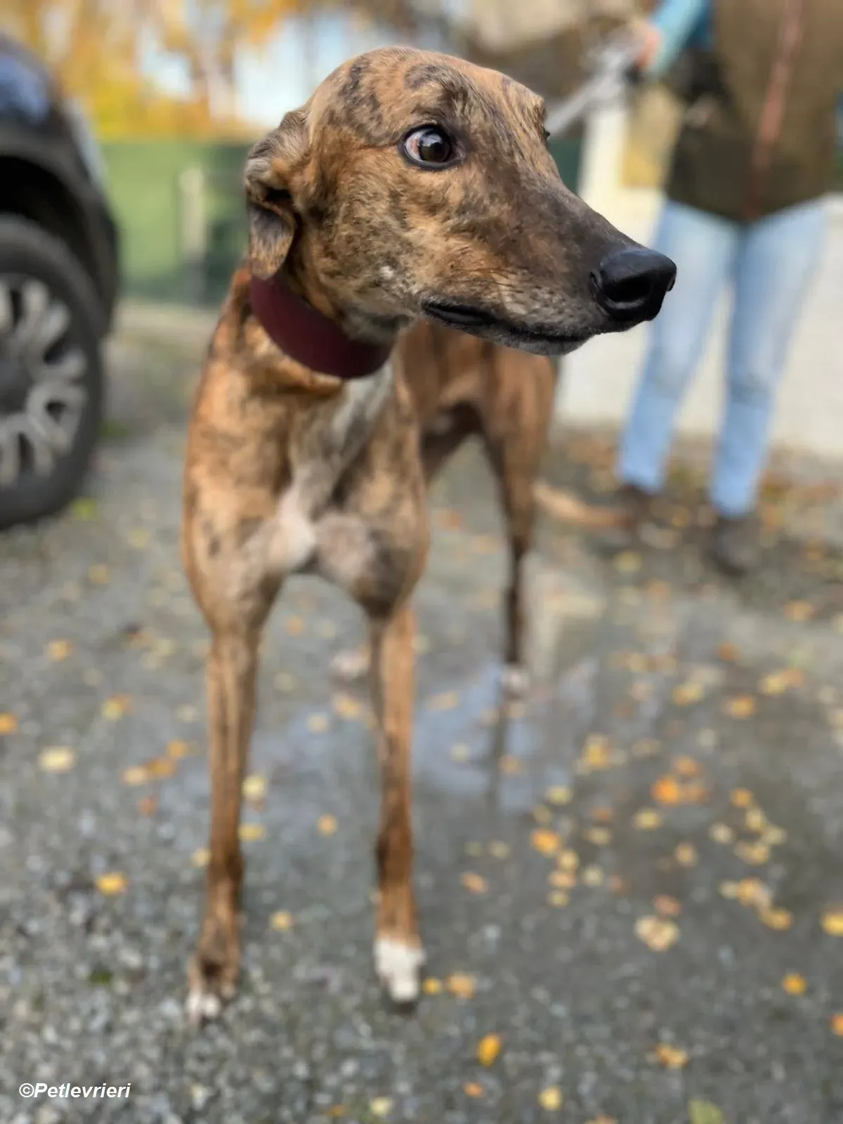 Diago adozione levrieri greyhound 5