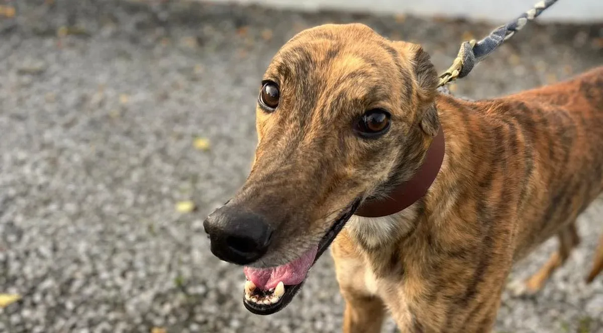 Diago adozione levrieri greyhound 6 e1666885268703