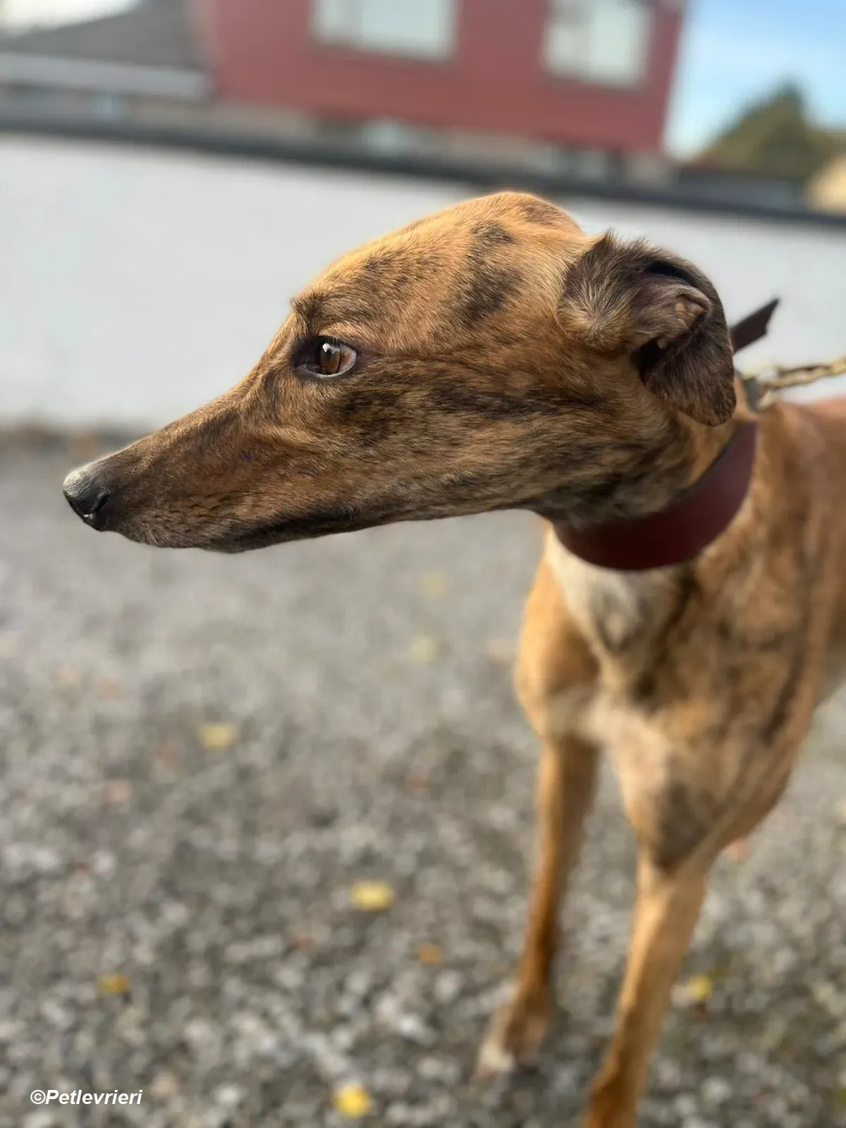 Diago adozione levrieri greyhound 7