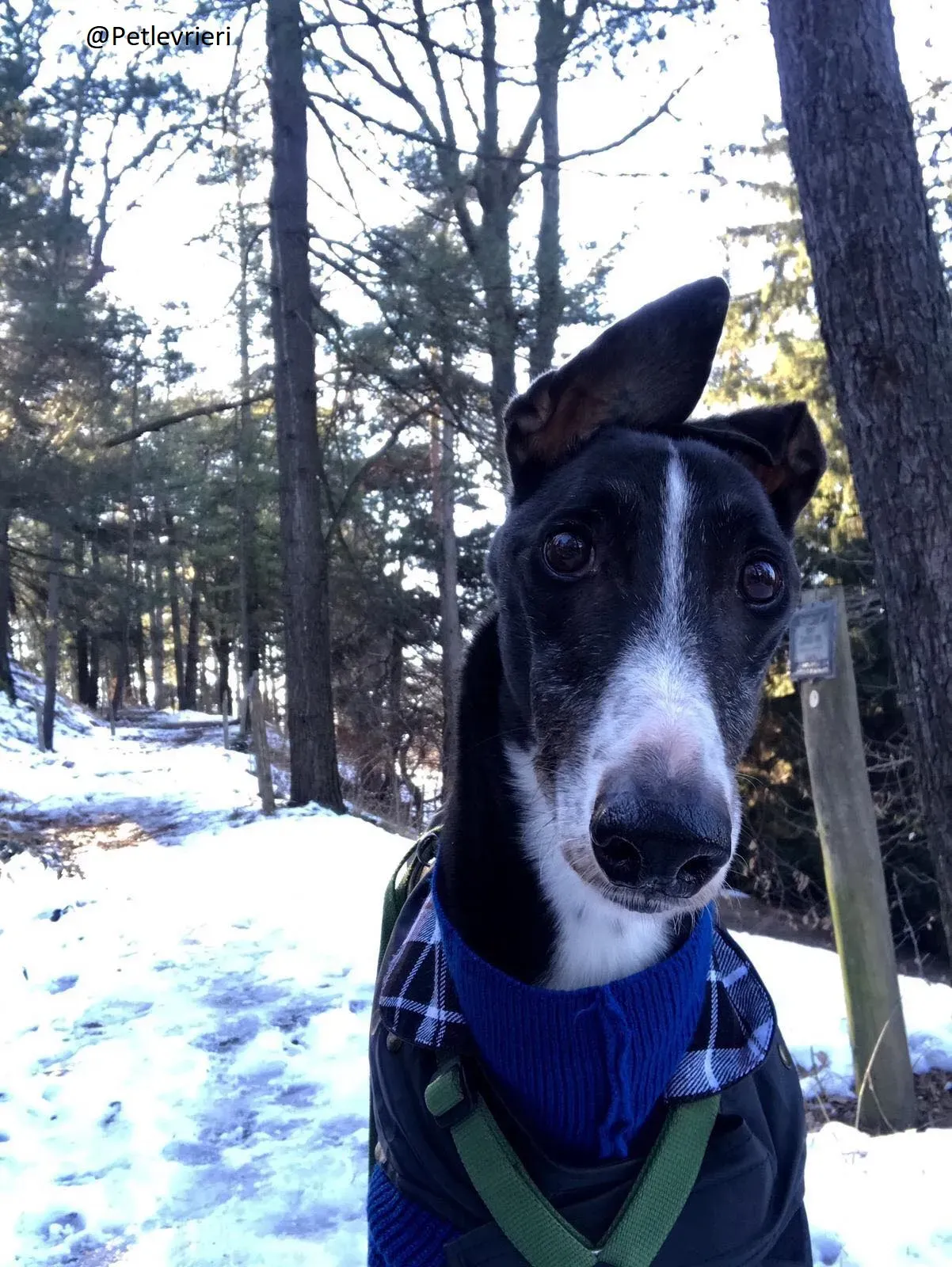 Diamond Osti Adozione levriero PetLevrieri Greyhound di Macao 1