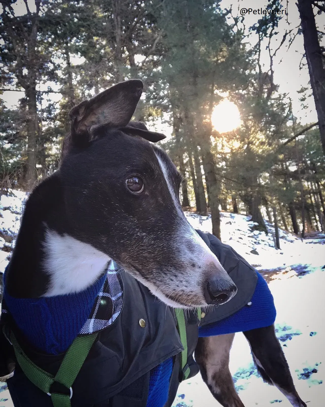 Diamond Osti Adozione levriero PetLevrieri Greyhound di Macao 2