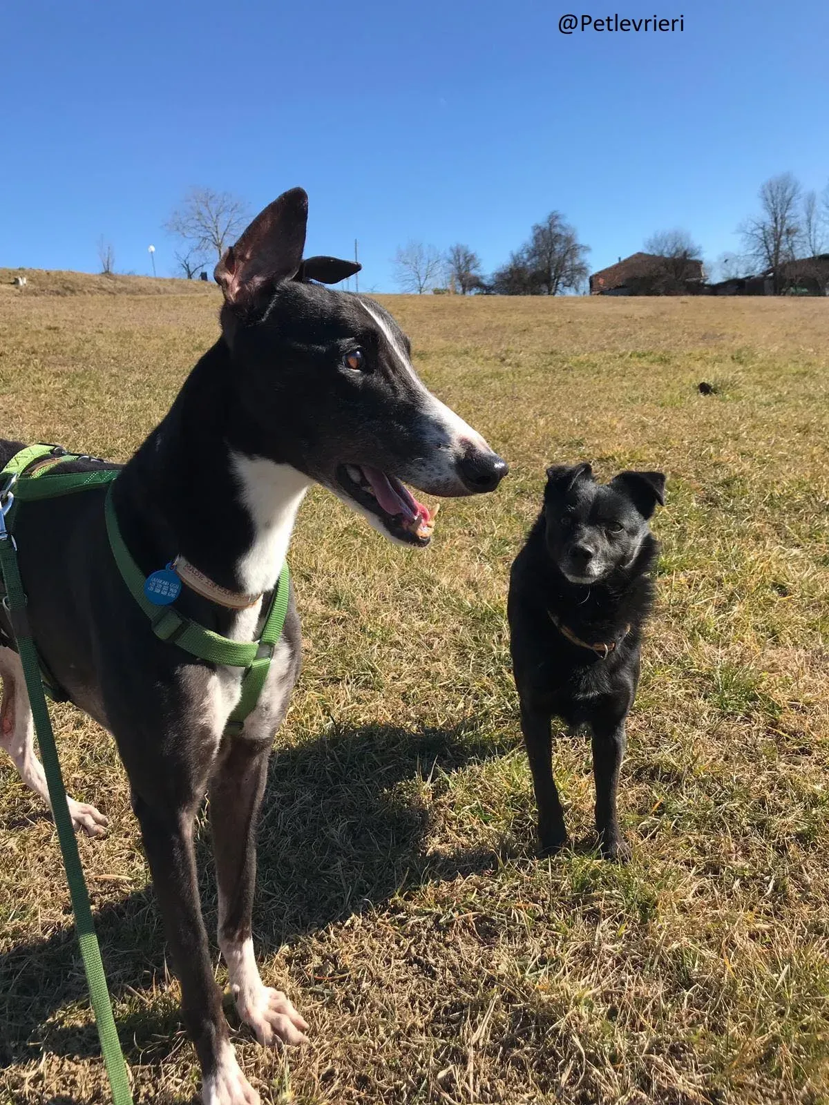 Diamond Osti Adozione levriero PetLevrieri Greyhound di Macao 3