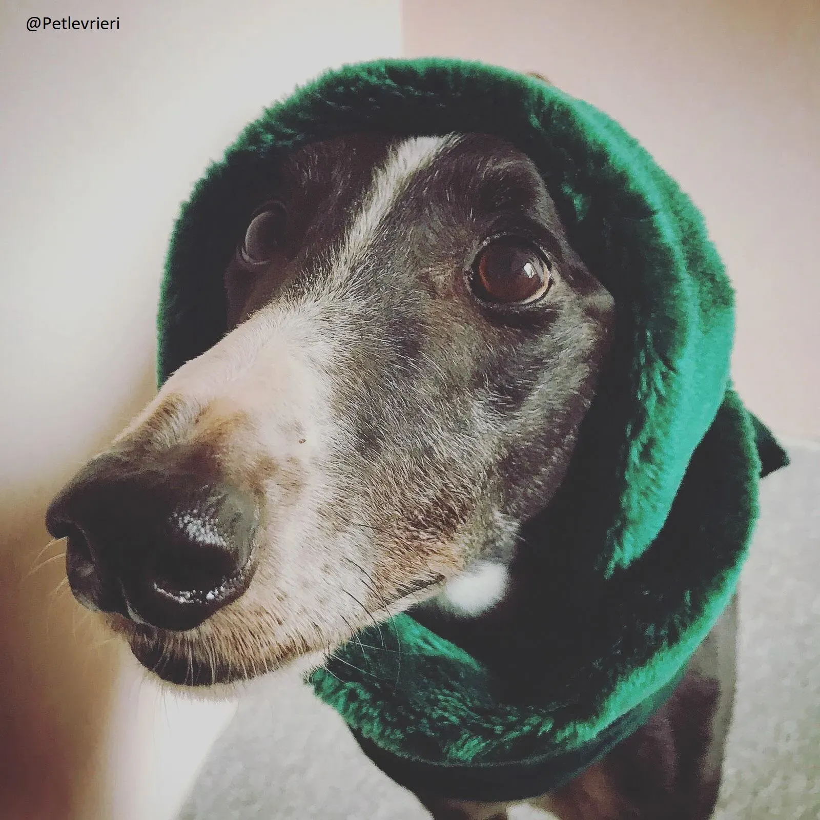 Diamond Osti Adozione levriero PetLevrieri Greyhound di Macao 4