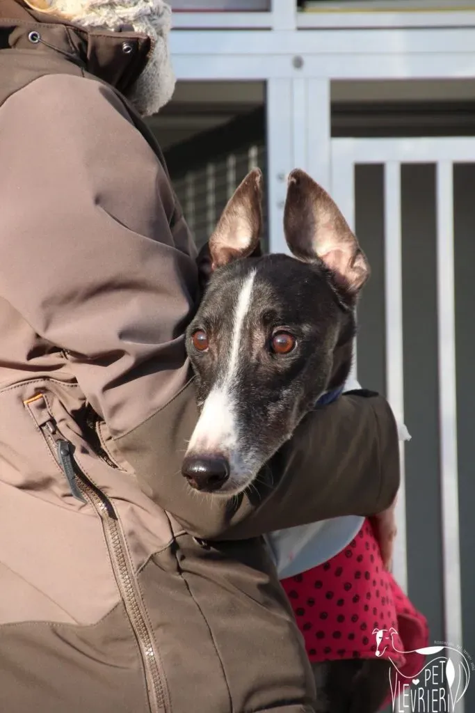 Diamond Osti Greyhound di Macau Adozione Levrieri savethemacaugreyhounds 1