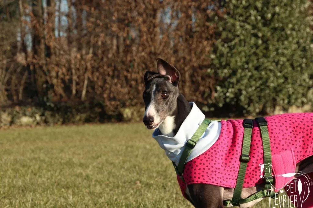 Diamond Osti Greyhound di Macau Adozione Levrieri savethemacaugreyhounds 10