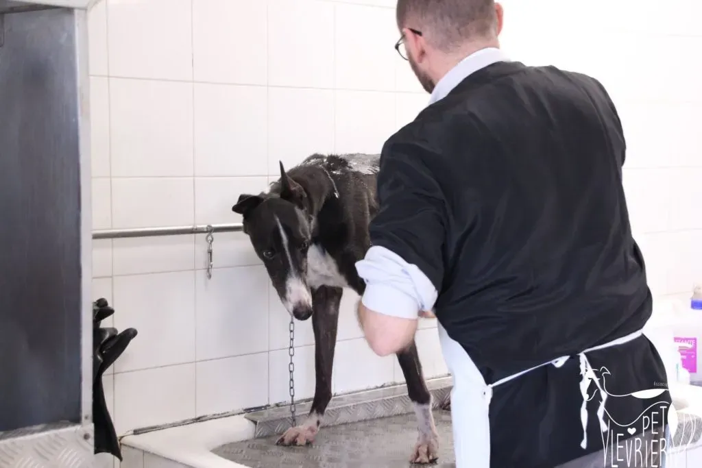 Diamond Osti Greyhound di Macau Adozione Levrieri savethemacaugreyhounds 11