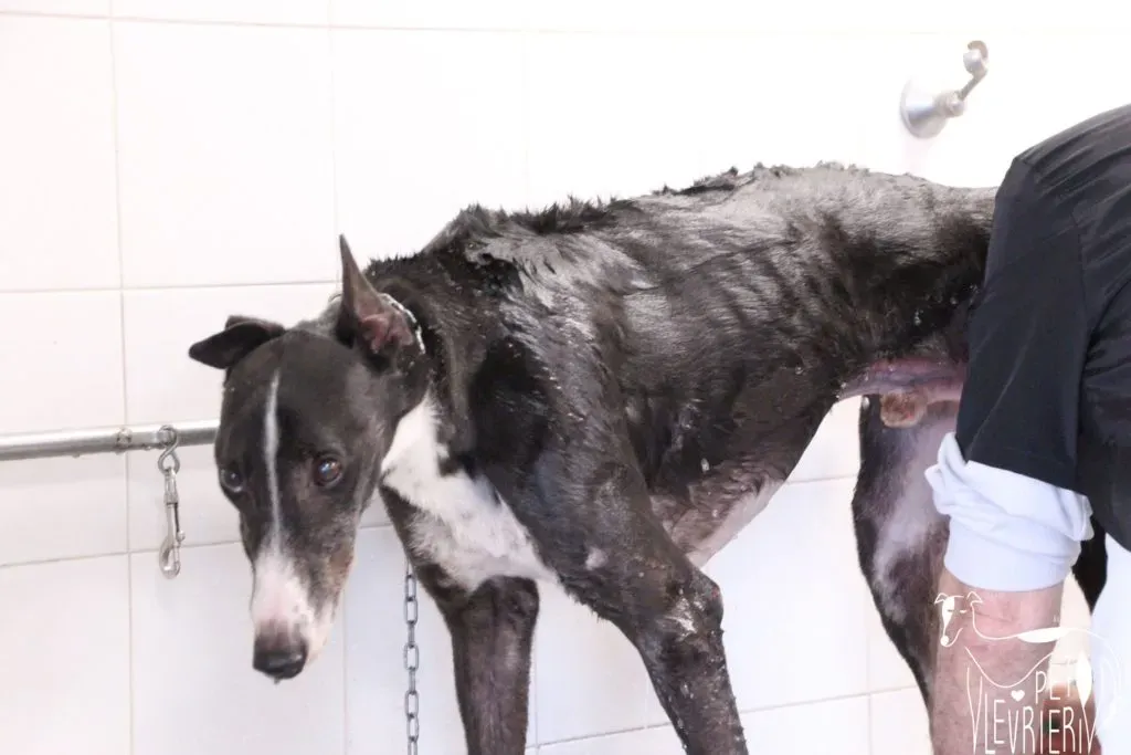 Diamond Osti Greyhound di Macau Adozione Levrieri savethemacaugreyhounds 12