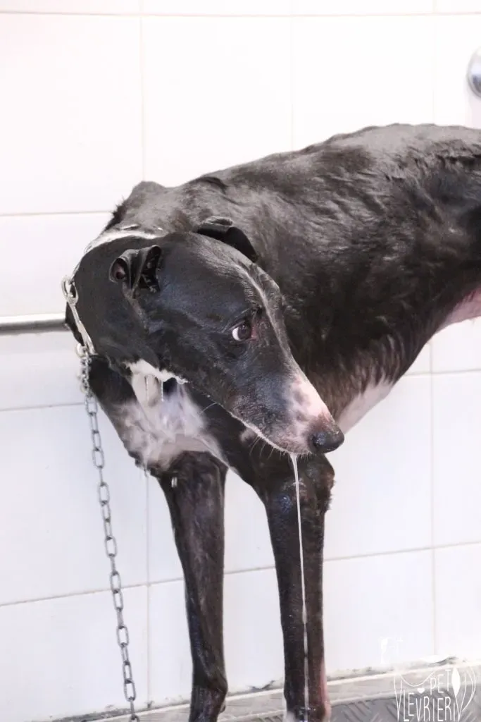Diamond Osti Greyhound di Macau Adozione Levrieri savethemacaugreyhounds 13