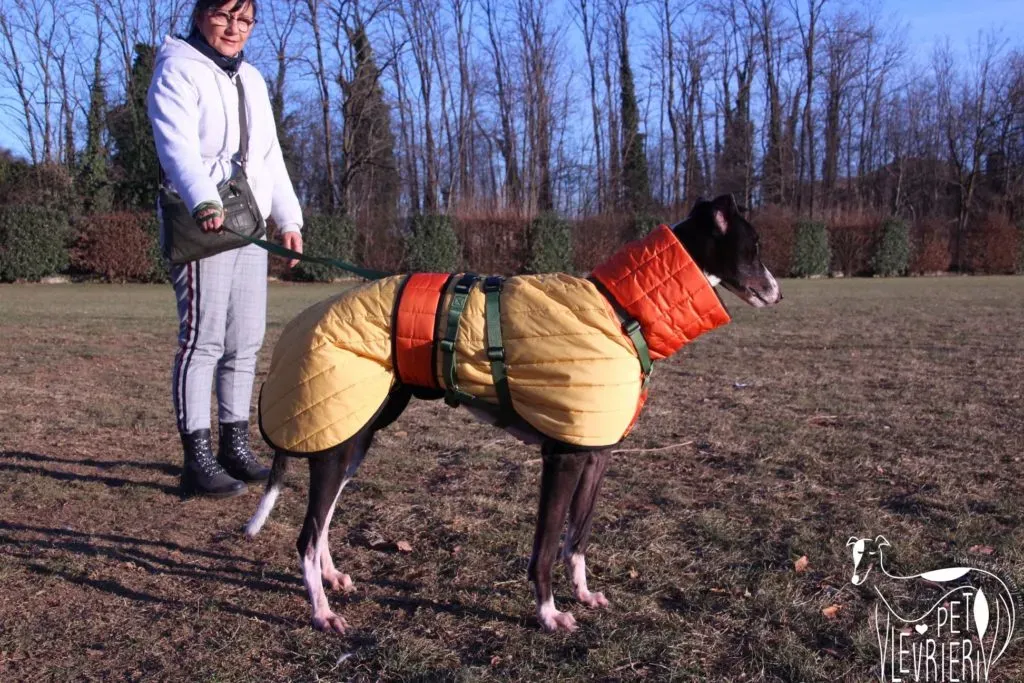 Diamond Osti Greyhound di Macau Adozione Levrieri savethemacaugreyhounds 14