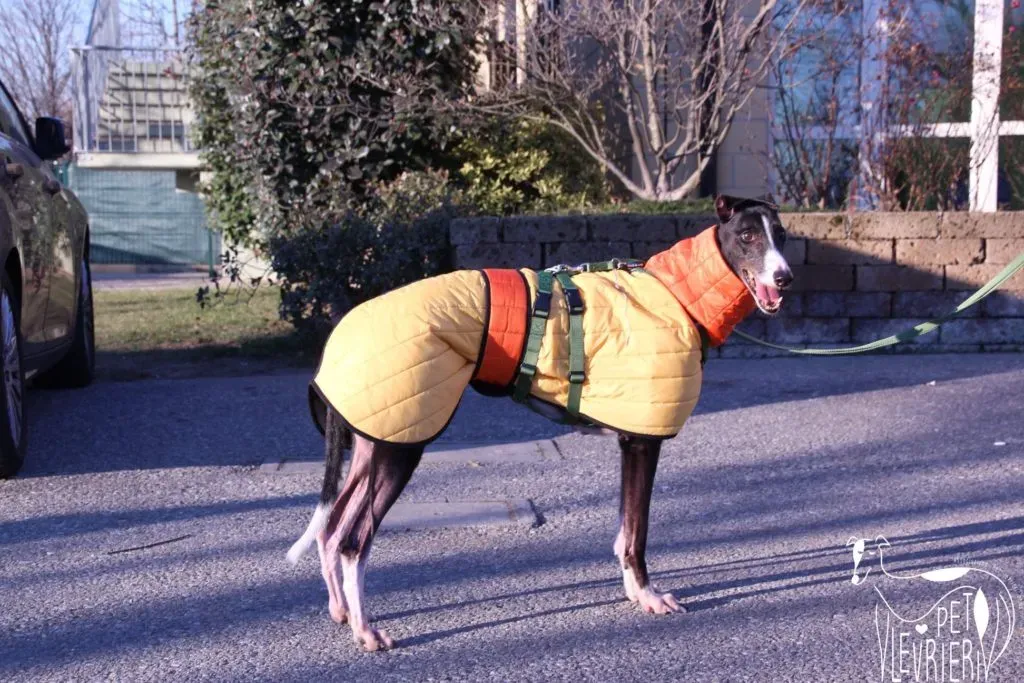 Diamond Osti Greyhound di Macau Adozione Levrieri savethemacaugreyhounds 15