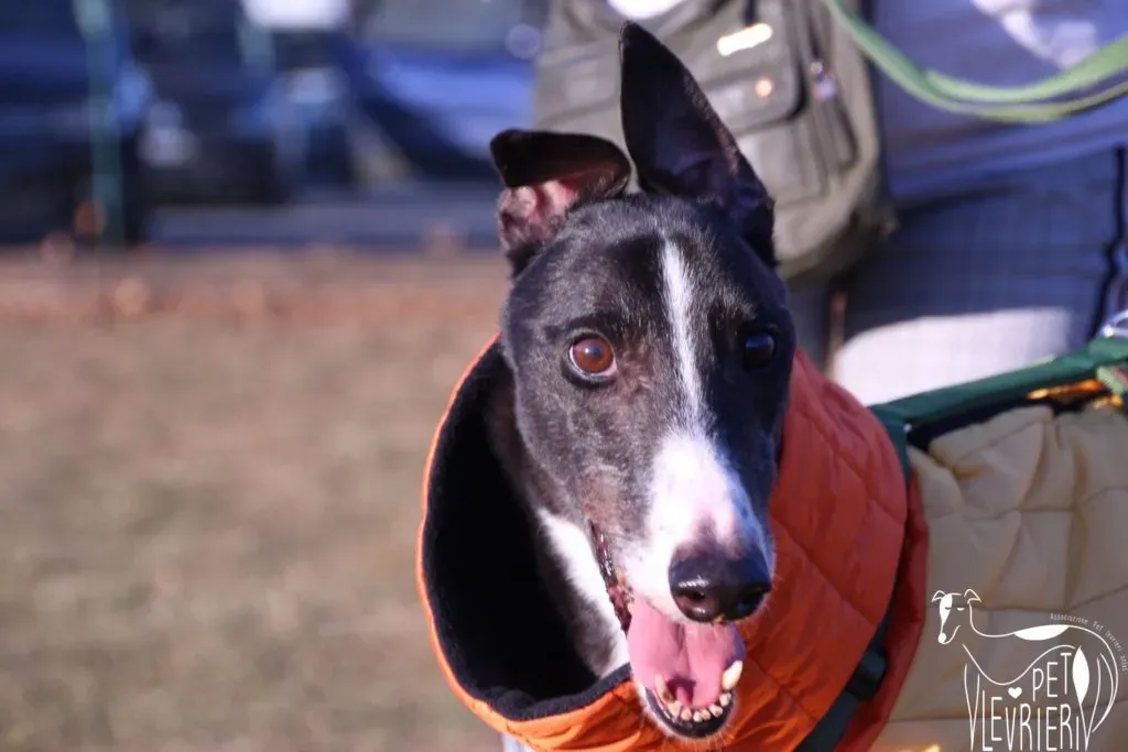Diamond Osti Greyhound di Macau Adozione Levrieri savethemacaugreyhounds 16