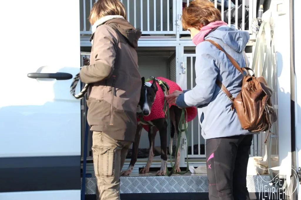 Diamond Osti Greyhound di Macau Adozione Levrieri savethemacaugreyhounds 2