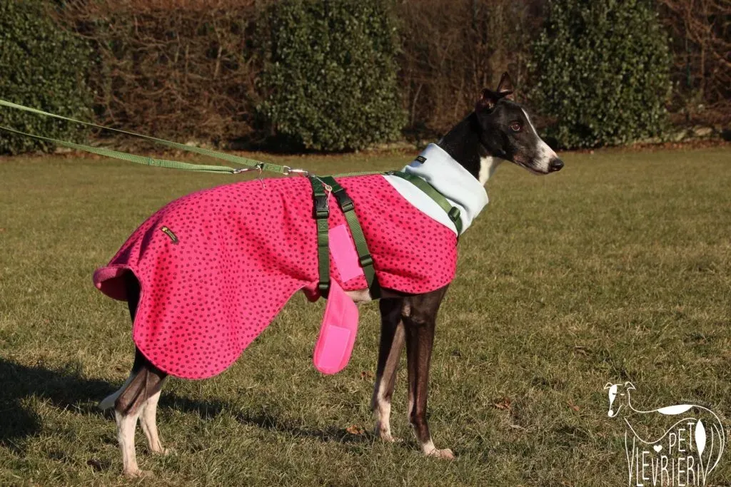 Diamond Osti Greyhound di Macau Adozione Levrieri savethemacaugreyhounds 3