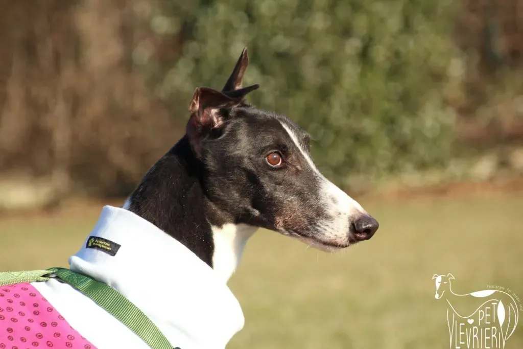 Diamond Osti Greyhound di Macau Adozione Levrieri savethemacaugreyhounds 4
