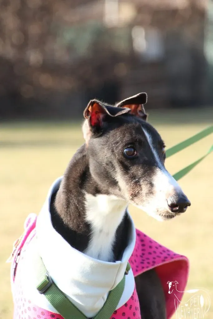 Diamond Osti Greyhound di Macau Adozione Levrieri savethemacaugreyhounds 5