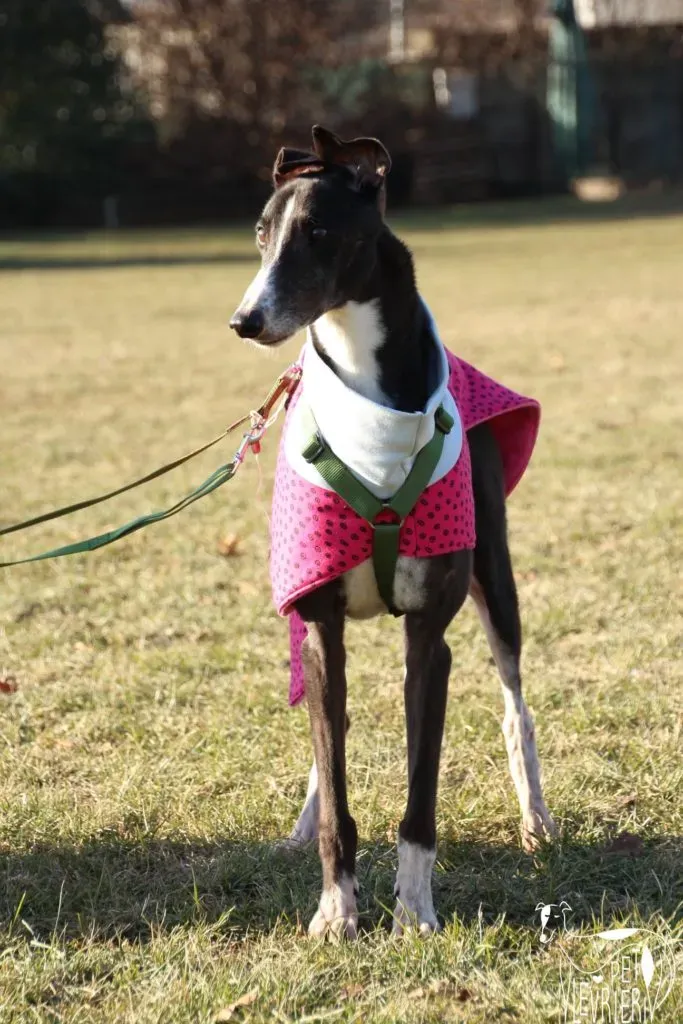 Diamond Osti Greyhound di Macau Adozione Levrieri savethemacaugreyhounds 6