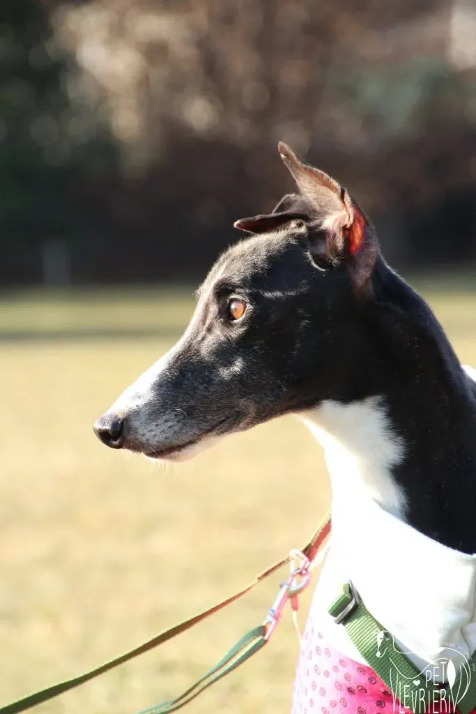 Diamond Osti Greyhound di Macau Adozione Levrieri savethemacaugreyhounds 7