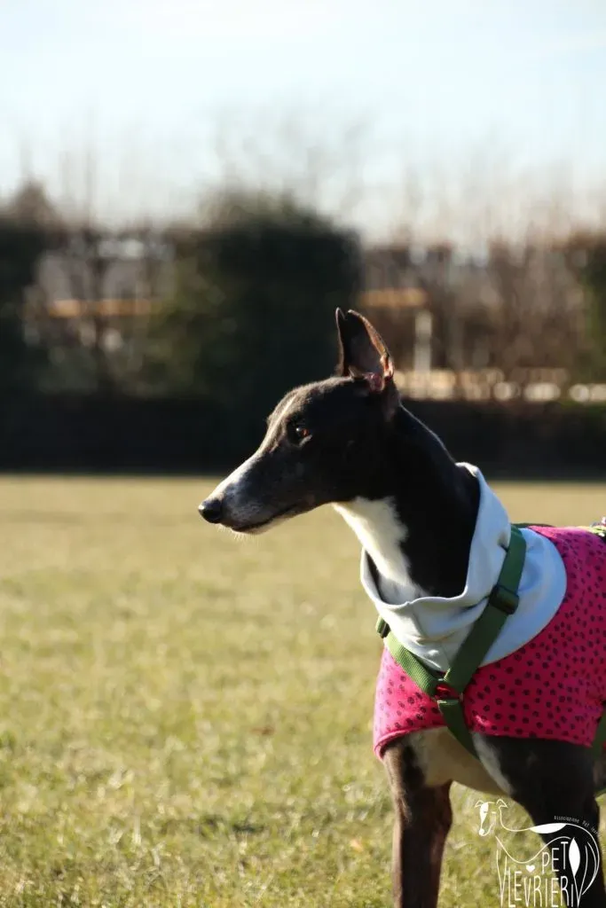 Diamond Osti Greyhound di Macau Adozione Levrieri savethemacaugreyhounds 8