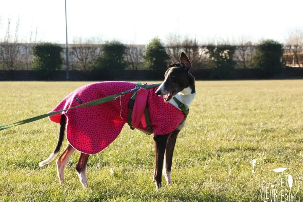 Diamond Osti Greyhound di Macau Adozione Levrieri savethemacaugreyhounds 9