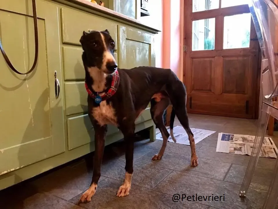 Diamond Osti Greyhound di Macau Adozione Levrieri savethemacaugreyhuonds 1