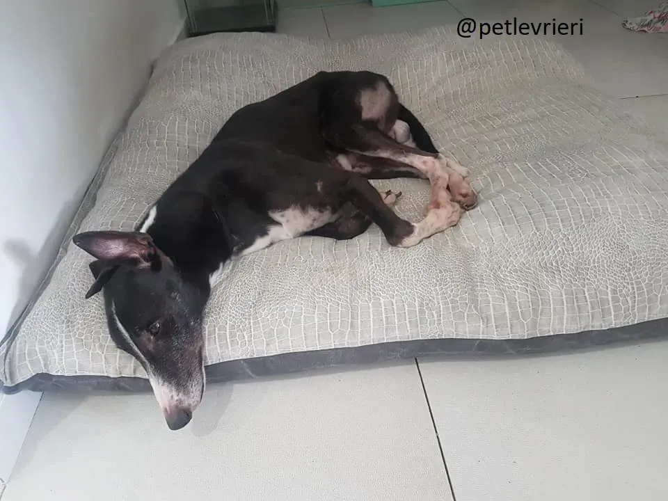 Diamond Osti Greyhound di Macau Adozione Levrieri savethemacaugreyhuonds 10