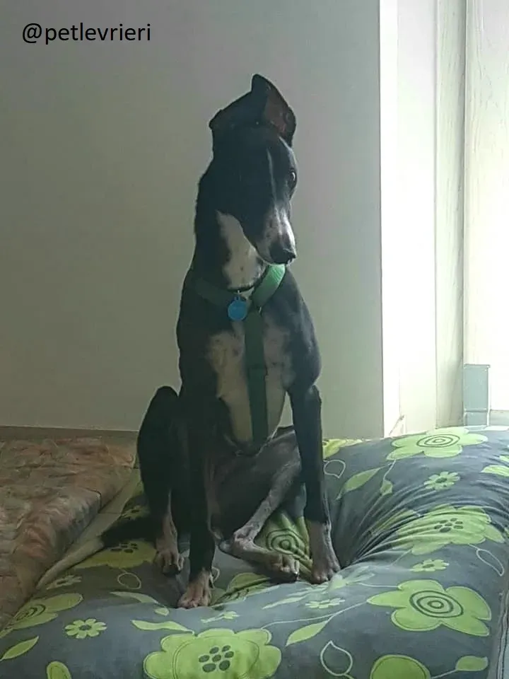 Diamond Osti Greyhound di Macau Adozione Levrieri savethemacaugreyhuonds 11