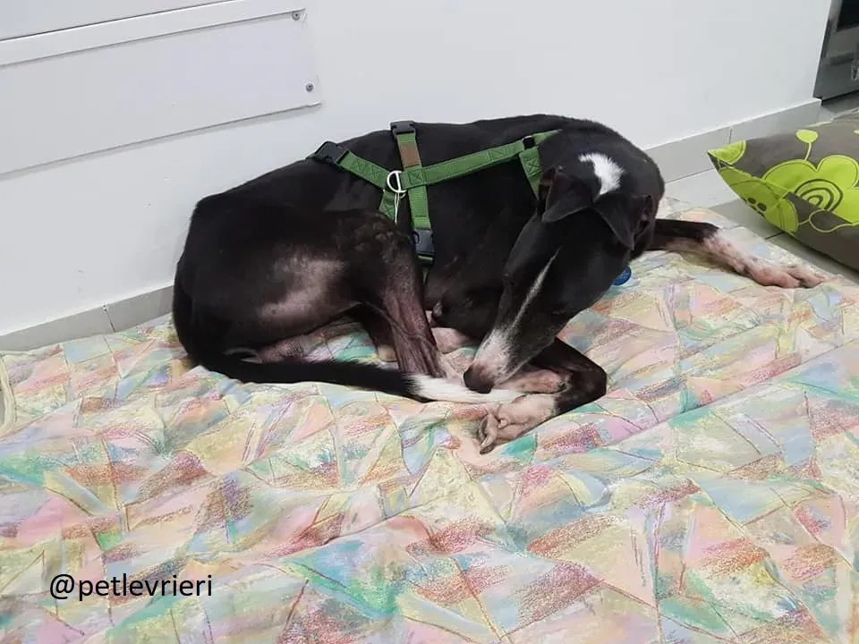 Diamond Osti Greyhound di Macau Adozione Levrieri savethemacaugreyhuonds 12