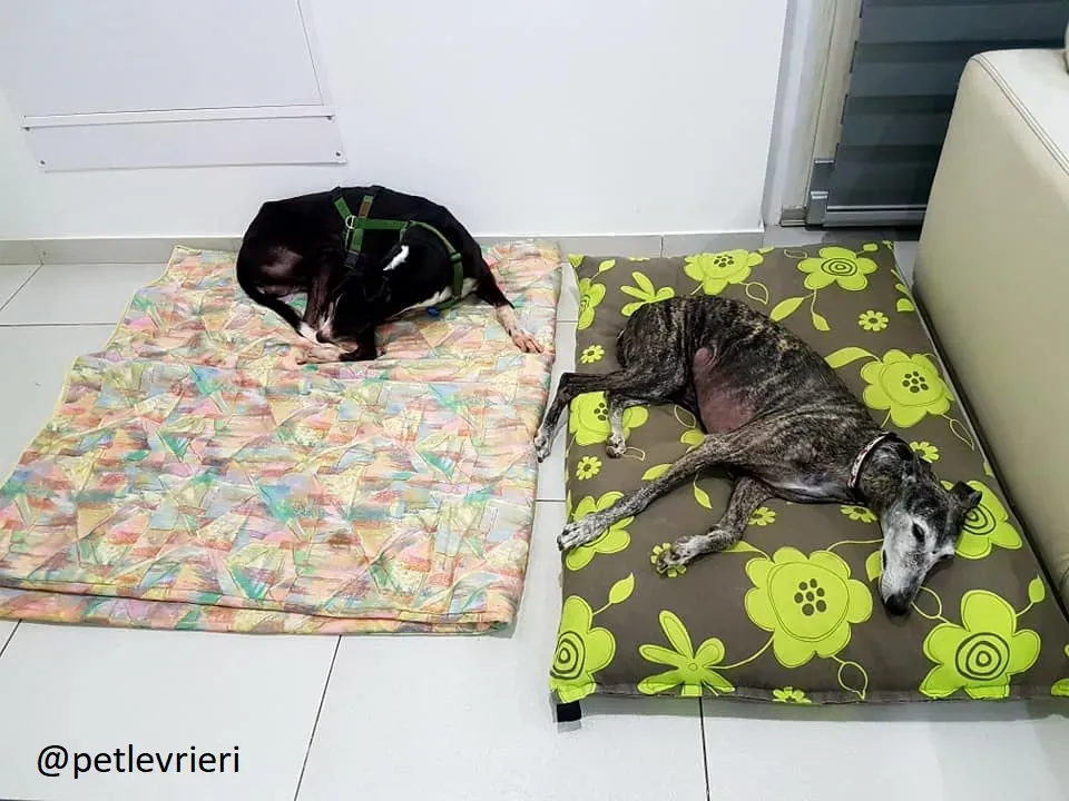 Diamond Osti Greyhound di Macau Adozione Levrieri savethemacaugreyhuonds 13