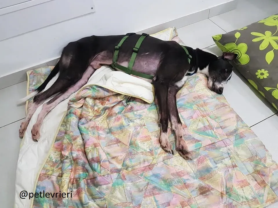 Diamond Osti Greyhound di Macau Adozione Levrieri savethemacaugreyhuonds 14
