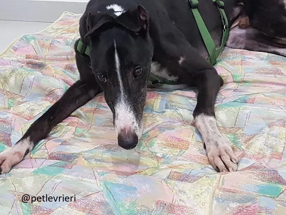 Diamond Osti Greyhound di Macau Adozione Levrieri savethemacaugreyhuonds 15