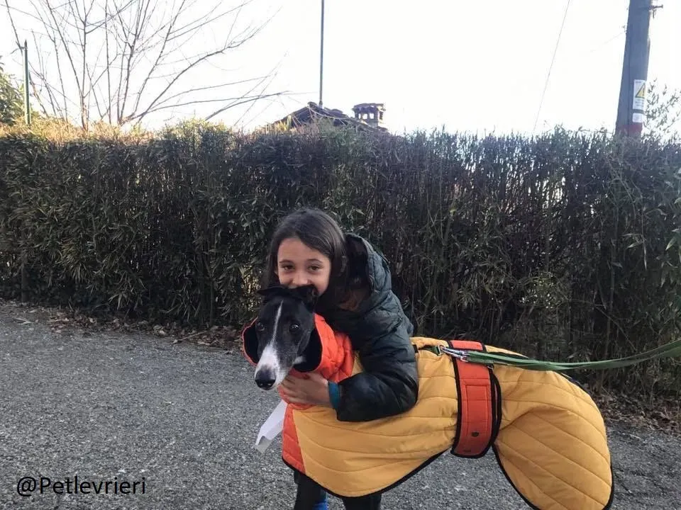 Diamond Osti Greyhound di Macau Adozione Levrieri savethemacaugreyhuonds 16