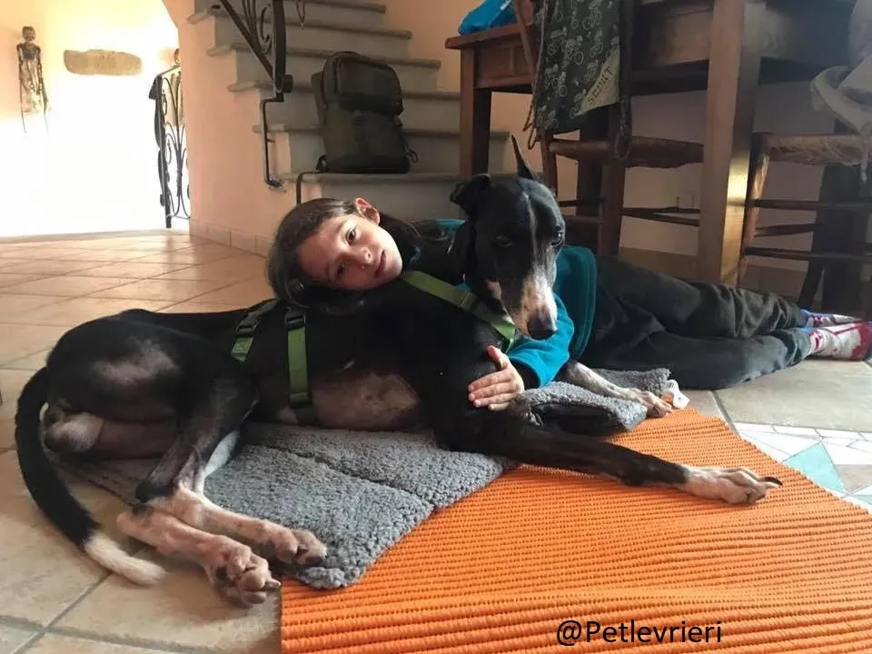 Diamond Osti Greyhound di Macau Adozione Levrieri savethemacaugreyhuonds 17