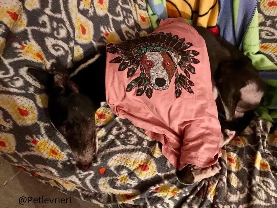 Diamond Osti Greyhound di Macau Adozione Levrieri savethemacaugreyhuonds 18