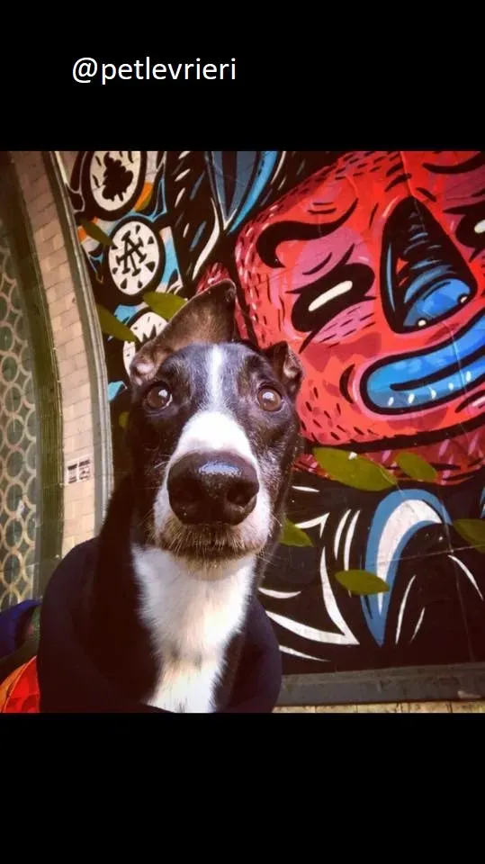 Diamond Osti Greyhound di Macau Adozione Levrieri savethemacaugreyhuonds 19