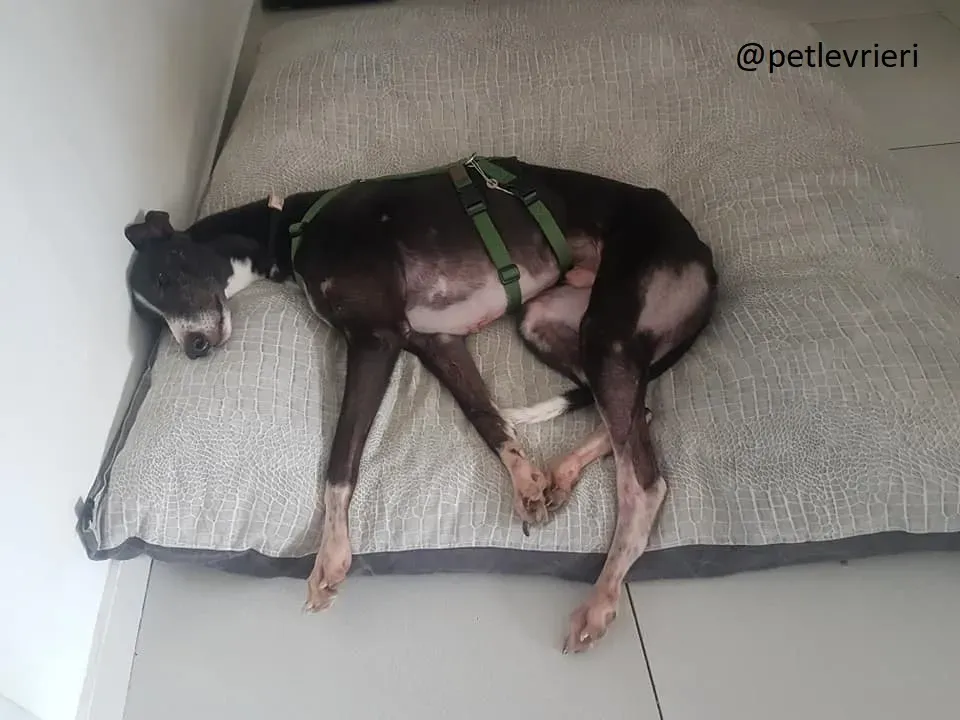 Diamond Osti Greyhound di Macau Adozione Levrieri savethemacaugreyhuonds 9