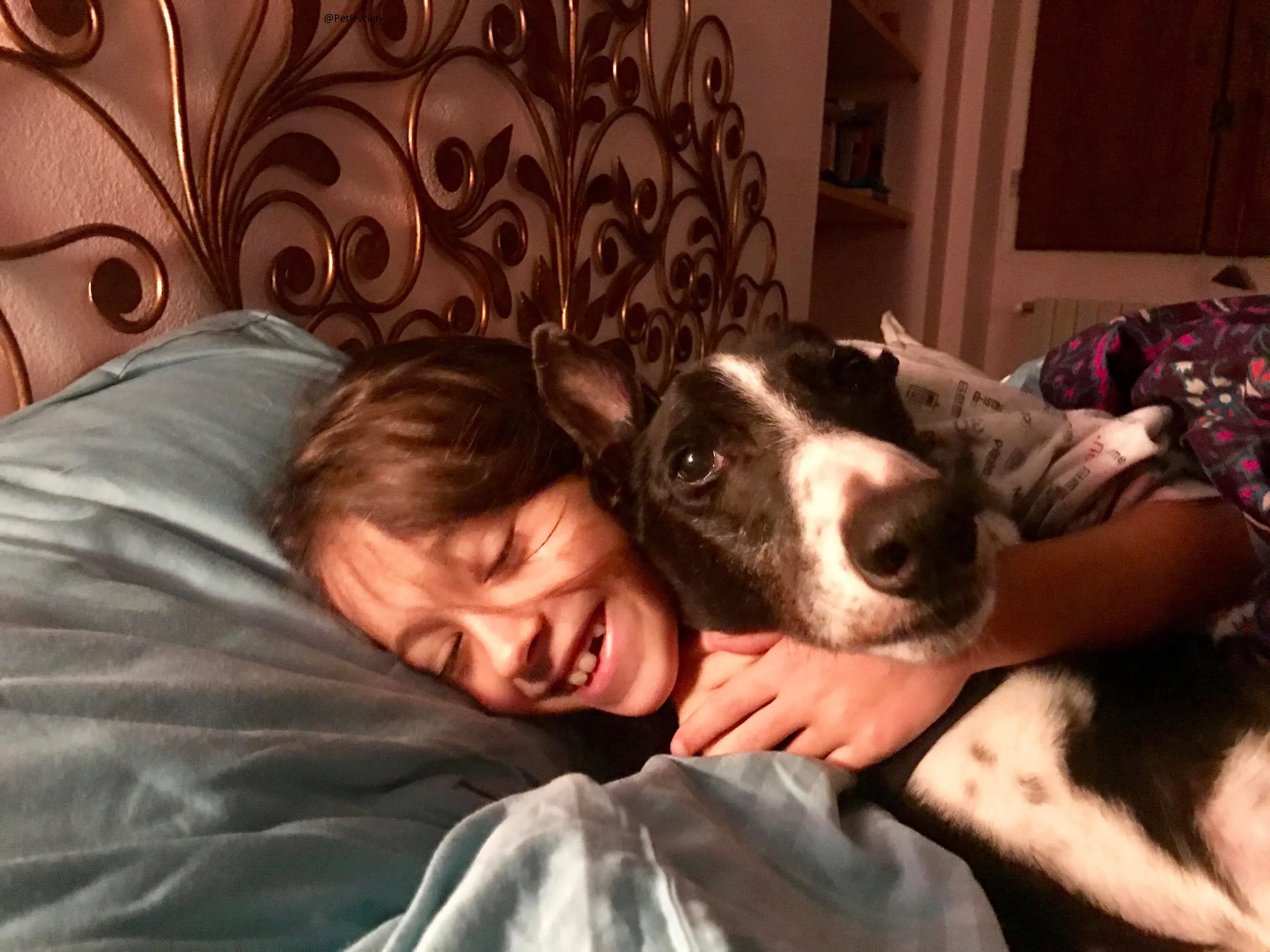 Diamond Osti Greyhound di Macau Adozione Levrieri savethemacaugreyhuonds 2