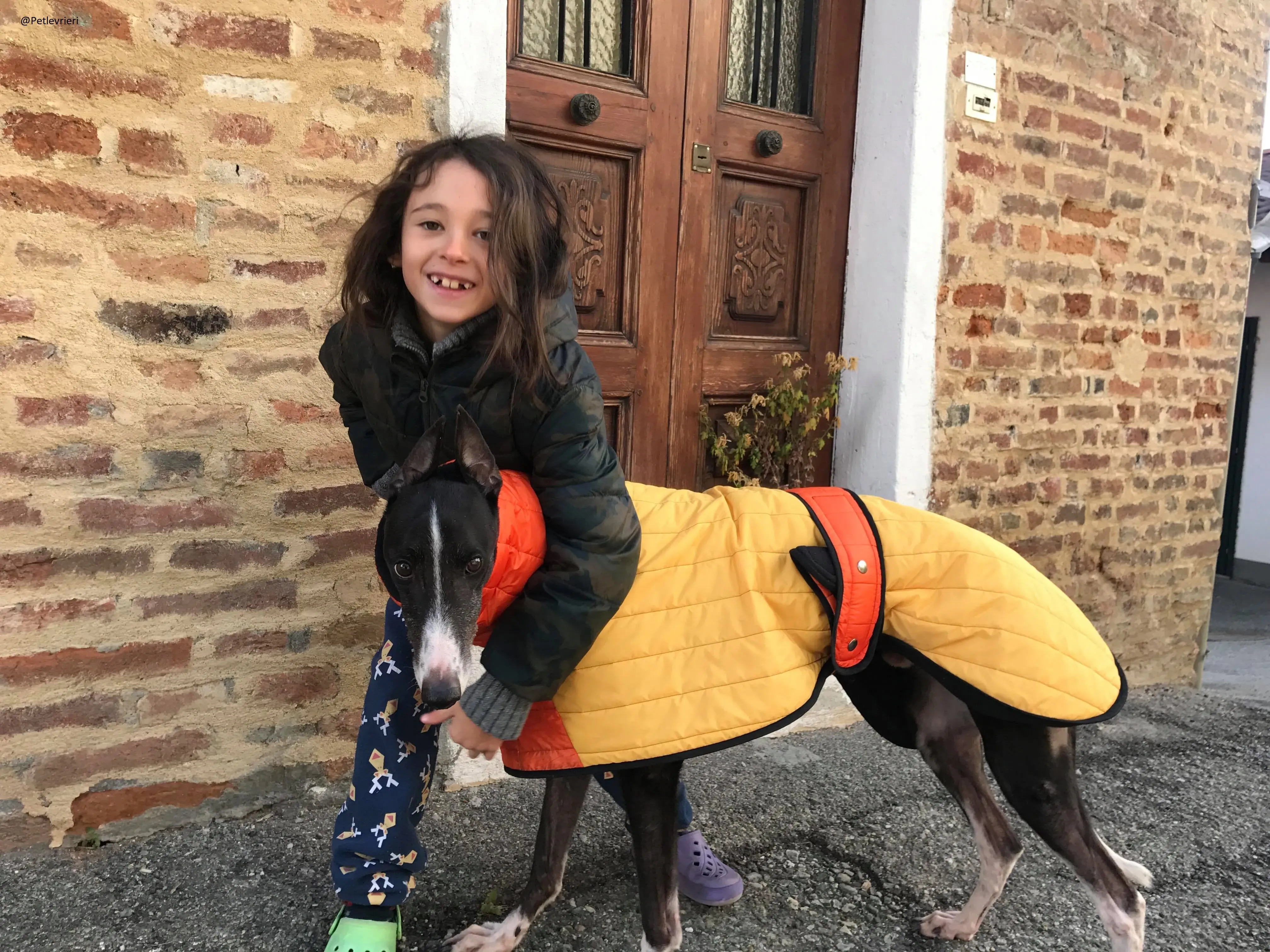 Diamond Osti Greyhound di Macau Adozione Levrieri savethemacaugreyhuonds 3