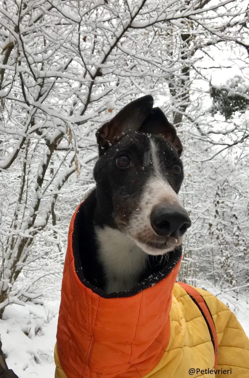 Diamond Osti Greyhound di Macau Adozione Levrieri savethemacaugreyhuonds 4