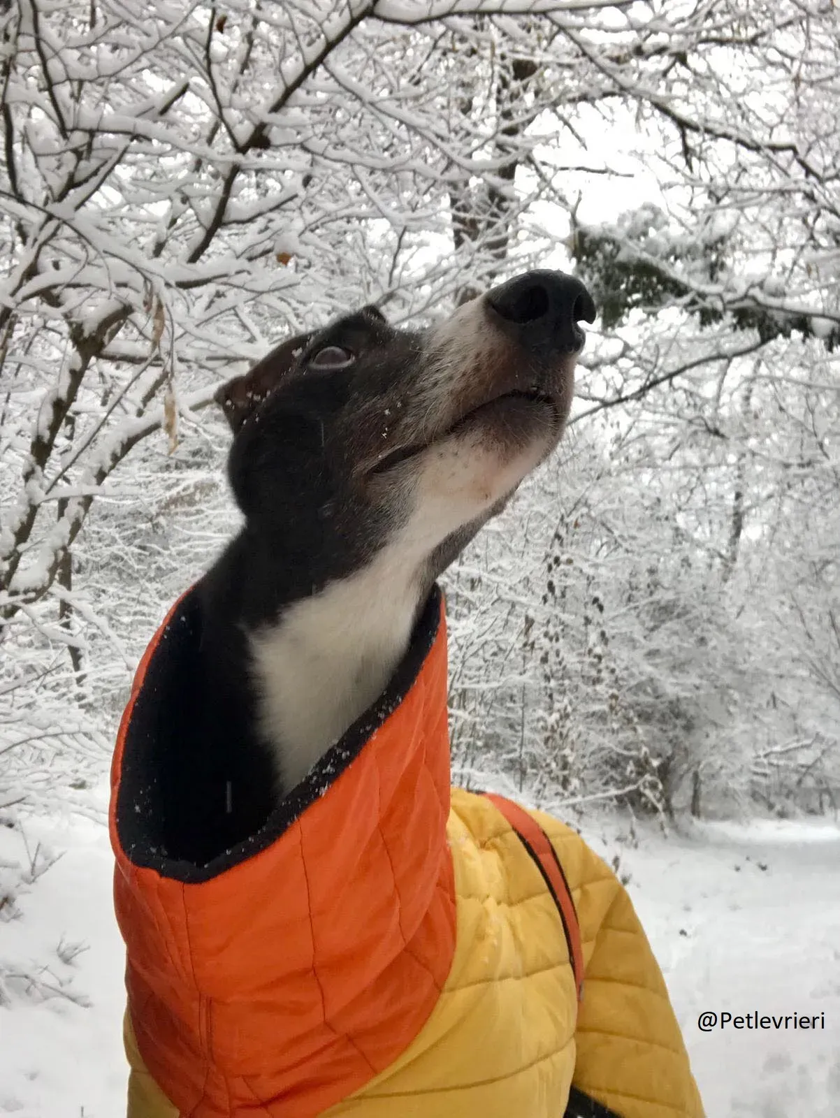 Diamond Osti Greyhound di Macau Adozione Levrieri savethemacaugreyhuonds 5