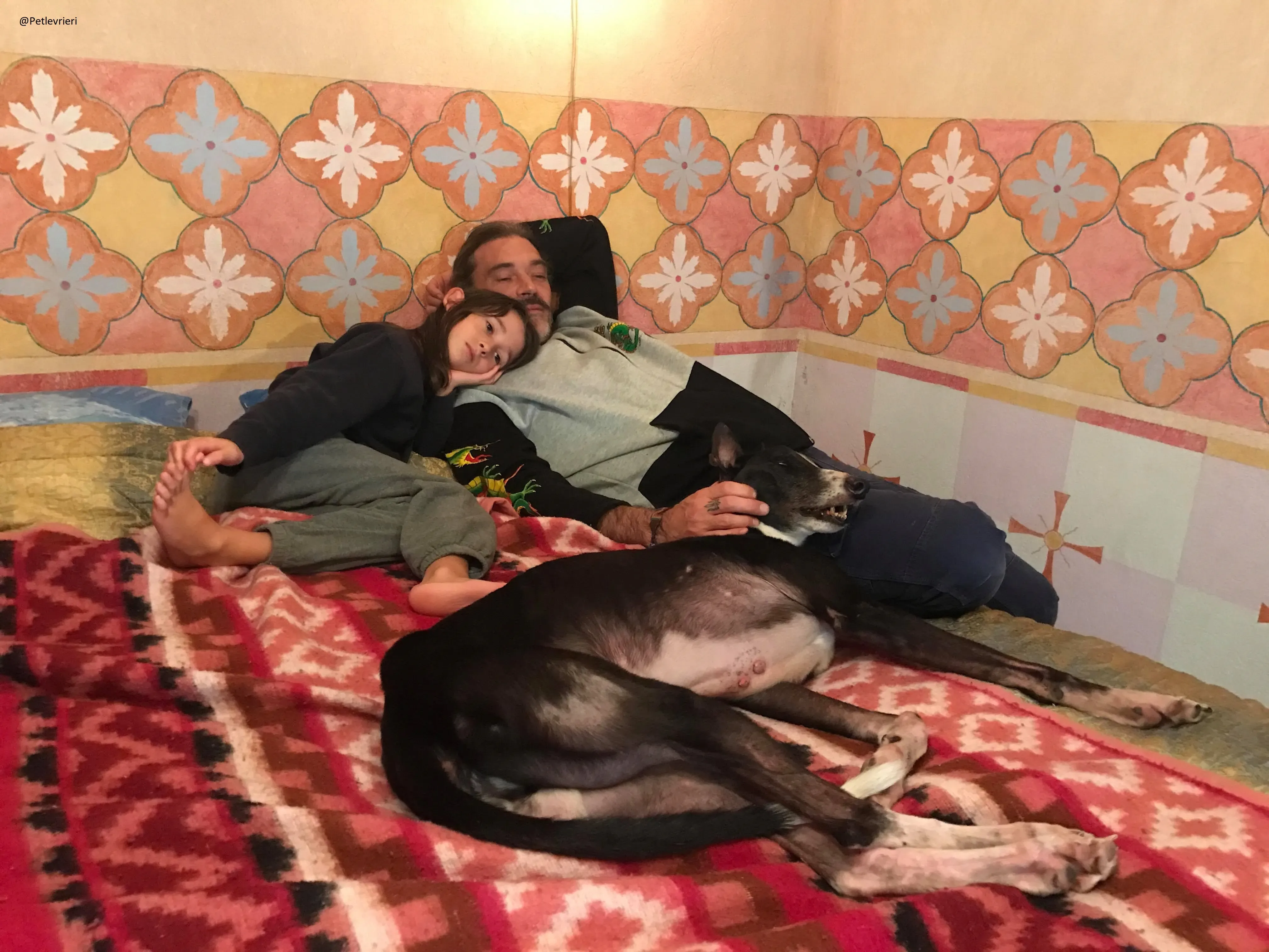 Diamond Osti Greyhound di Macau Adozione Levrieri savethemacaugreyhuonds 6