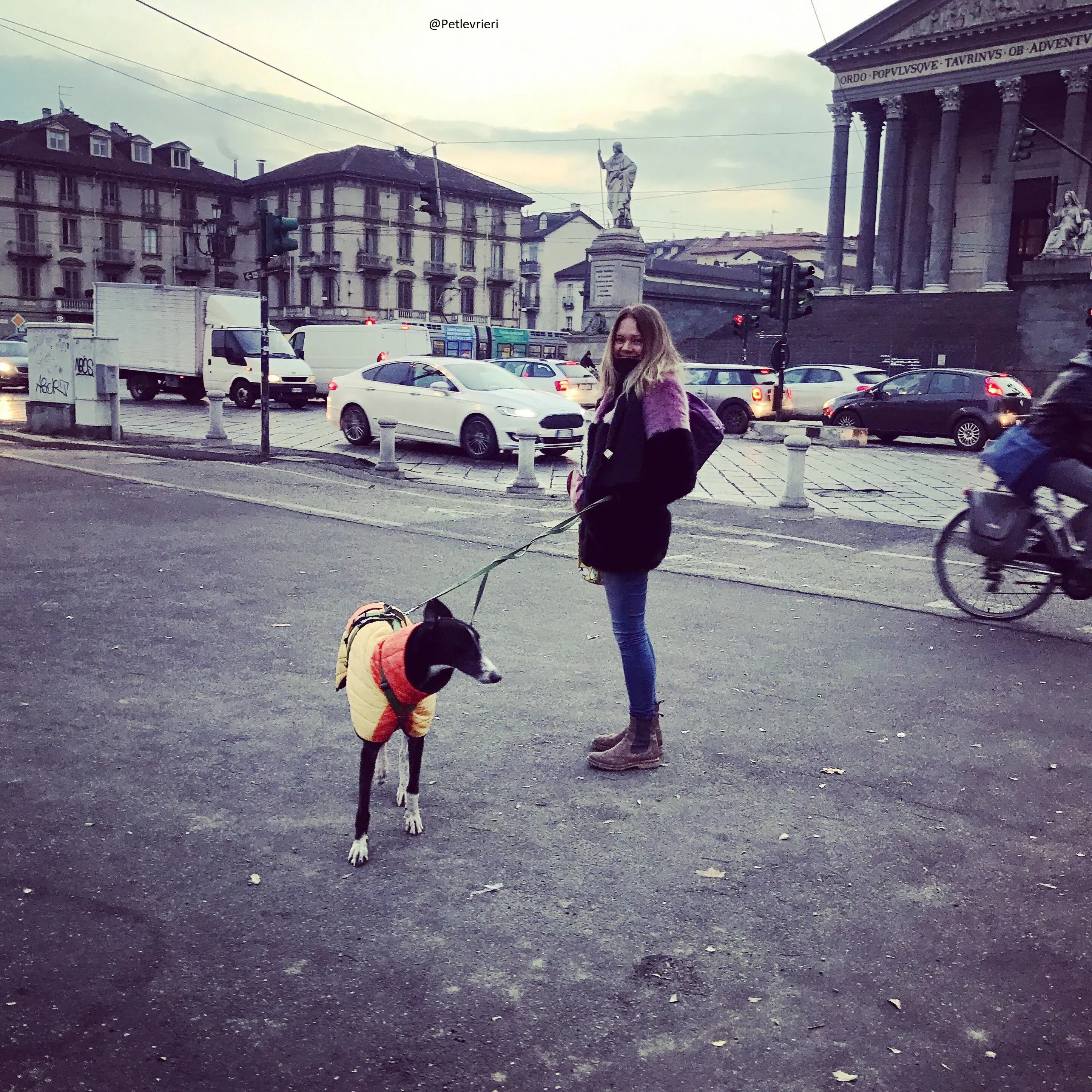 Diamond Osti Greyhound di Macau Adozione Levrieri savethemacaugreyhuonds 7