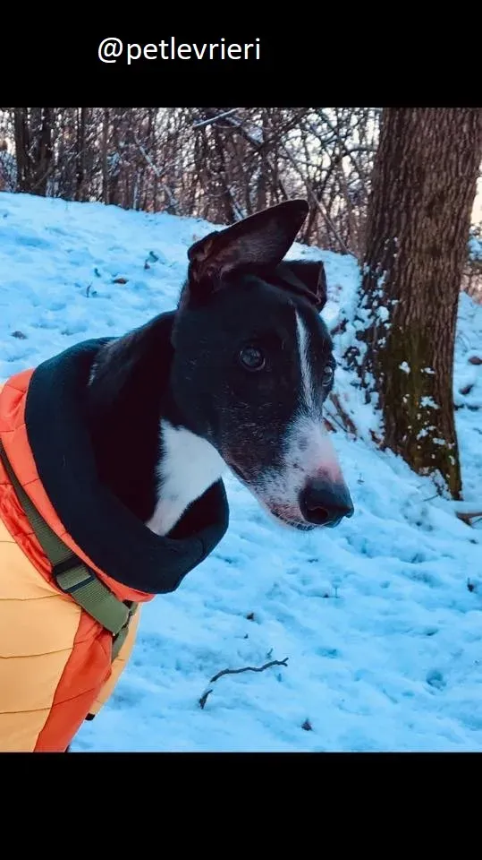 Diamond Osti Greyhound di Macau Adozione Levrieri savethemacaugreyhuonds 8