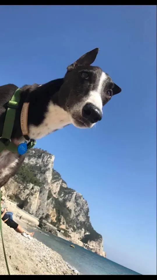 Diamond Osti Greyhound macau adozione levrieri foster il mare 2