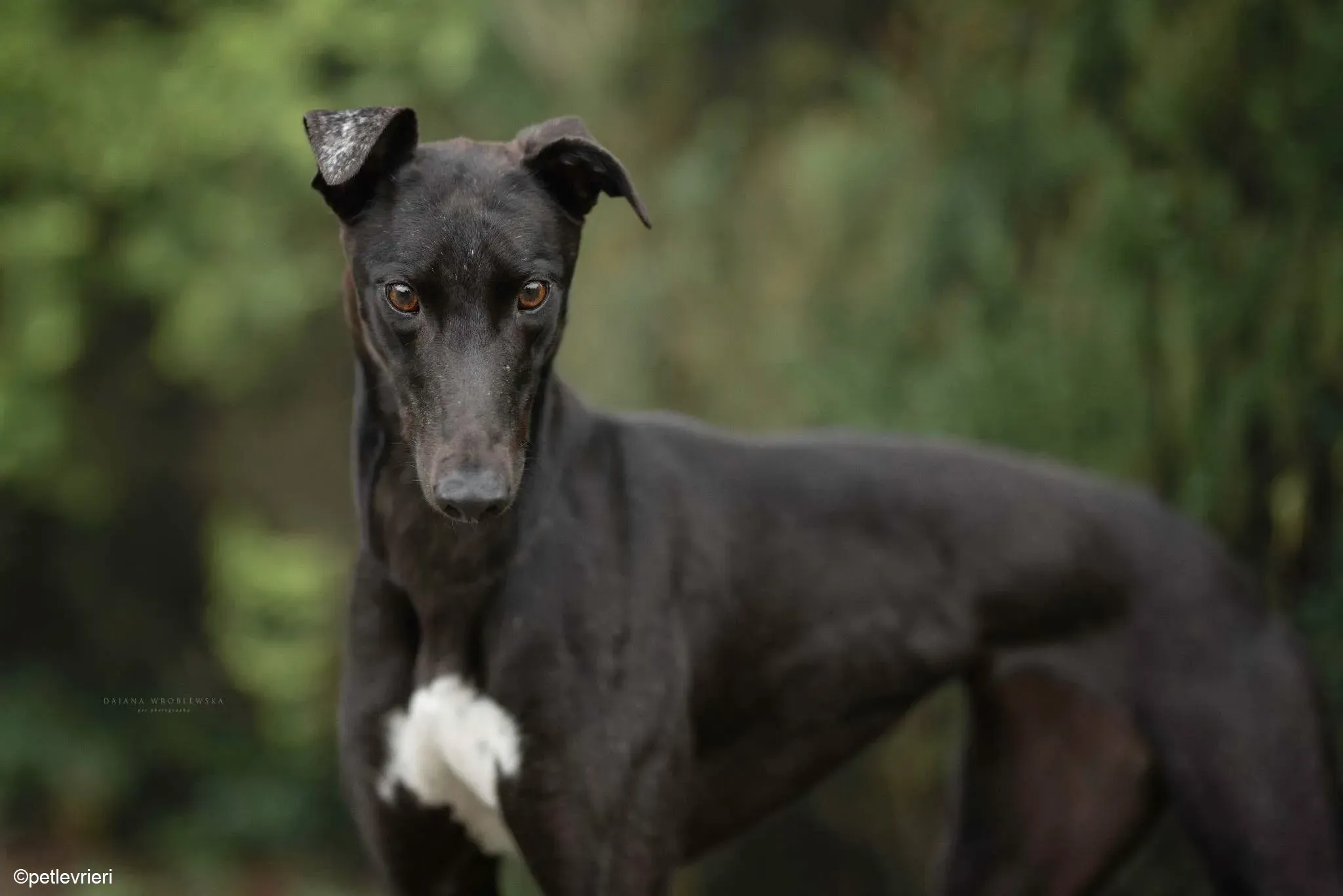 Diamont adozione levrieri greyhound 1